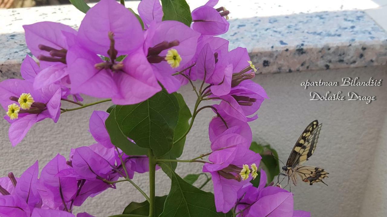 Apartman Bilandzic Drage Buitenkant foto